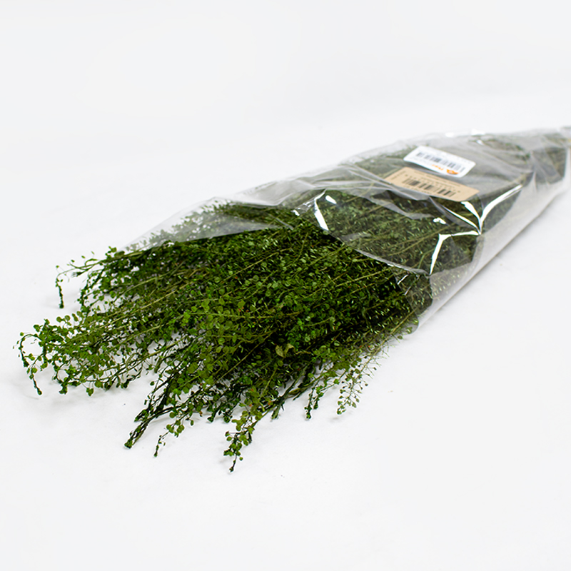 LEPIDIUM PRESS 45 cm - Verde